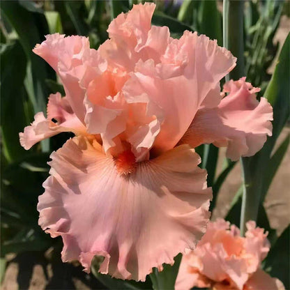 Rare Tall Bearded Iris Flower Seeds