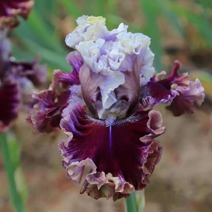 Rare Tall Bearded Iris Flower Seeds