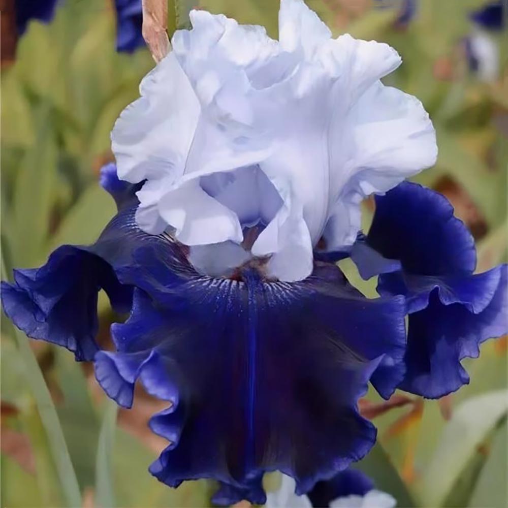Rare Tall Bearded Iris Flower Seeds