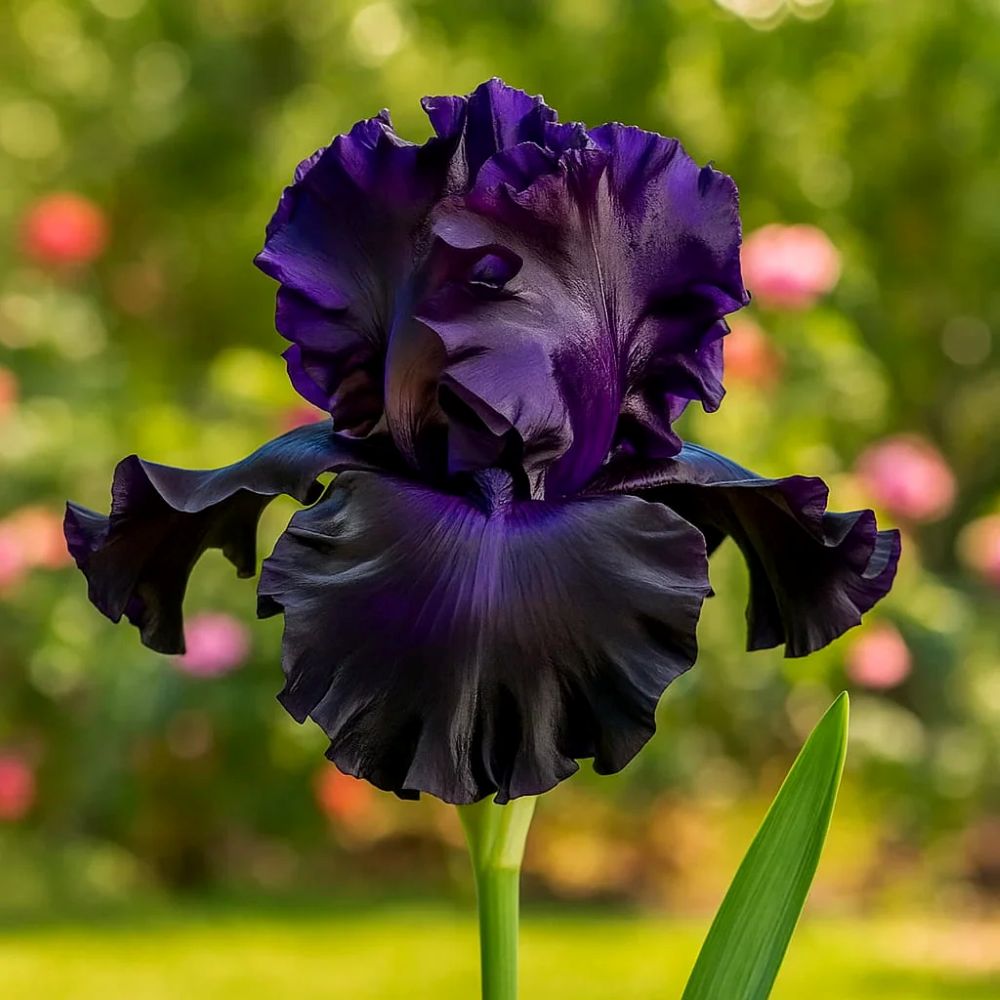 Rare Tall Bearded Iris Flower Seeds