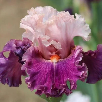 Rare Tall Bearded Iris Flower Seeds