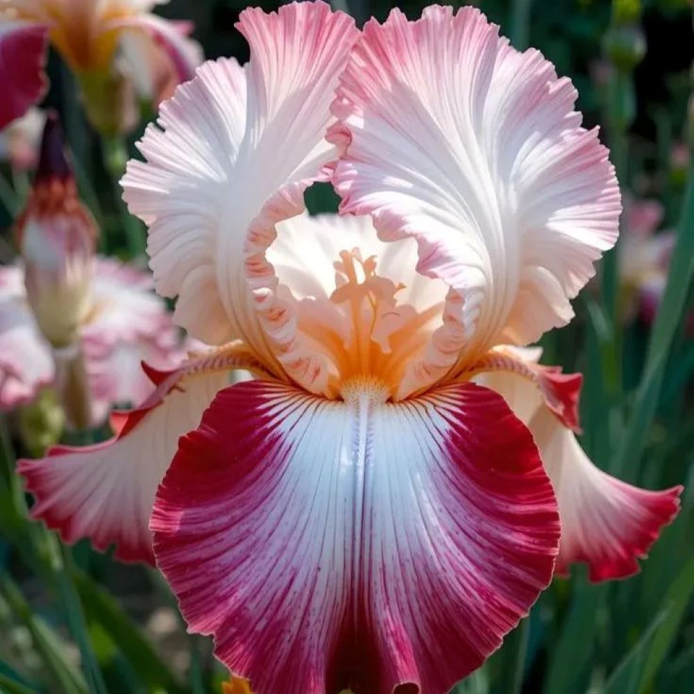 Rare Tall Bearded Iris Flower Seeds