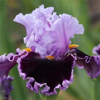 Rare Tall Bearded Iris Flower Seeds