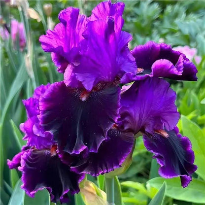 Rare Tall Bearded Iris Flower Seeds