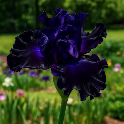 Rare Tall Bearded Iris Flower Seeds