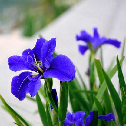Rare Tall Bearded Iris Flower Seeds