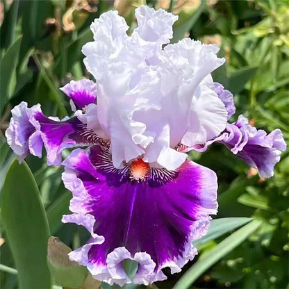 Rare Tall Bearded Iris Flower Seeds