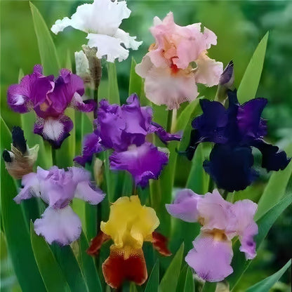 Rare Tall Bearded Iris Flower Seeds